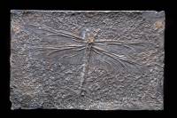 Insecte fossile (Libellule)